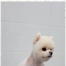 멍멍살롱 이미지