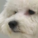 인지망