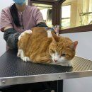 쥬디캣(Judy Cat) 이미지