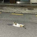 [수영일기-1] 수영 수강신청 오프라인 성공후기(feat. 용인 YMCA 평생학습관 스포츠센터)