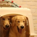 장군켄넬 이미지