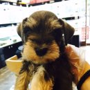 스타일독 이미지