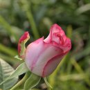 해피 버스데이/오탁번 이미지