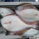 구룡포 가자미