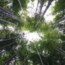 8월5일 부산 아홉산, 대나무숲 산행 이미지