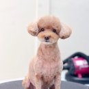 Grooming574 이미지