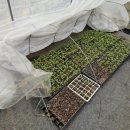 월례농장 이미지