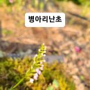 꽃필준비중~병아리난초 이미지