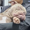 해피병풀 | [해피포우/ 강아지 영양제/ 강아지 피부 영양제] 해피포우(HAPPY PAWS) 피부&amp;피모 영양제 _ 강아지 피부...