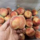 딱딱이 복숭아 대용량&amp;완숙토마토&amp;대추방울토마토!!!! 이미지