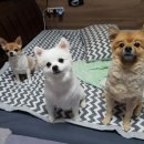 제이몽애견펜션