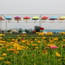 창녕 낙동강 백일홍 축제🌻김광석 사랑나눔 콘서트🎸 이미지