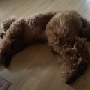 개똥이네캠핑장 이미지