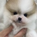 러브미독 이미지