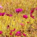 K행정사 이미지