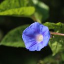 곡정초등학교 이미지