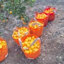 녹산2농장 이미지