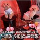 [창녕/애견동반글램핑] 경남애견동반 글램핑 추천! 창녕 ‘낙동강 위더스 럭셔리글램핑’ 찐후기