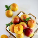 덕촌농장 | 향긋하고 달콤한 플럼코트, 여름 제철과일 추천 ⓦ덕천농장 플럼코트 뜻과 후숙