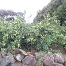 상예동-2 이미지