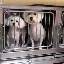 펫시스터즈 이미지