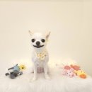 샤인몽스 이미지