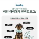 도그마캣대구