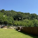 멍나들이 | 강화도 애견운동장 멍숲 멍3운동장 후기🐾 강화도 애견동반 나들이 코스로 찐 추천!