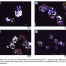 Exposure Study of Nanoparticles for Nanofood Safety 이미지