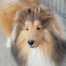 골든베릴셀티 이미지