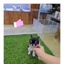 강아지분양 애견입양 아이러브독 인천점 이미지