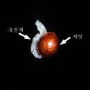 둥지P.C | 꽃과 개미