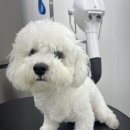 멍이발소 이미지