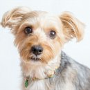 수원고양이분양 드림캣 안심분양센터 이미지