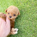 인천강아지분양 고양이분양 24시 데려가개 청라점 이미지