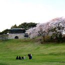 상당산성 벚꽃 이미지