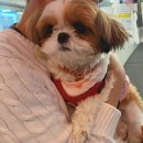 예쁘개 미용할개 | 편안한 미용과 스파 평촌애견미용 [아이그루밍]