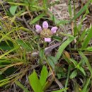 황매산장대 이미지