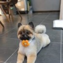 댕댕이모 이미지