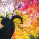 꽃이 피고 비가 내리면 이미지