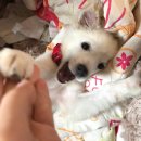 세이브 동물병원 이미지