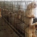 대전애견경매장 이미지