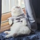 커피타는 고양이 | 미아사거리고양이 카페 커피타는 고양이에서 힐링타임꜀(^. .^꜀ )꜆੭