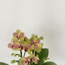 CU울산신정미소점 이미지