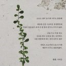 오빠돼지 이미지