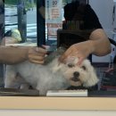 개미애견미용실 이미지