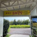 돼지야놀자 | 제주도 봄 여행 ep.2-1 ㅡ 제주 휴애리 자연생활 공원ㅣ주차, 입장료, 꽃 축제 일정 (3월 4월 서귀포 가...