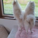 함께놀개 이미지