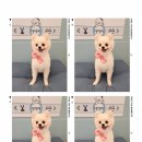 백설애견 이미지