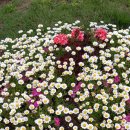 장기연세이비인후과의원 이미지